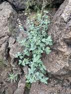 Image of smallleaf giant hyssop