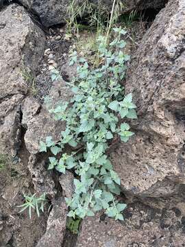 Imagem de Agastache parvifolia Eastw.