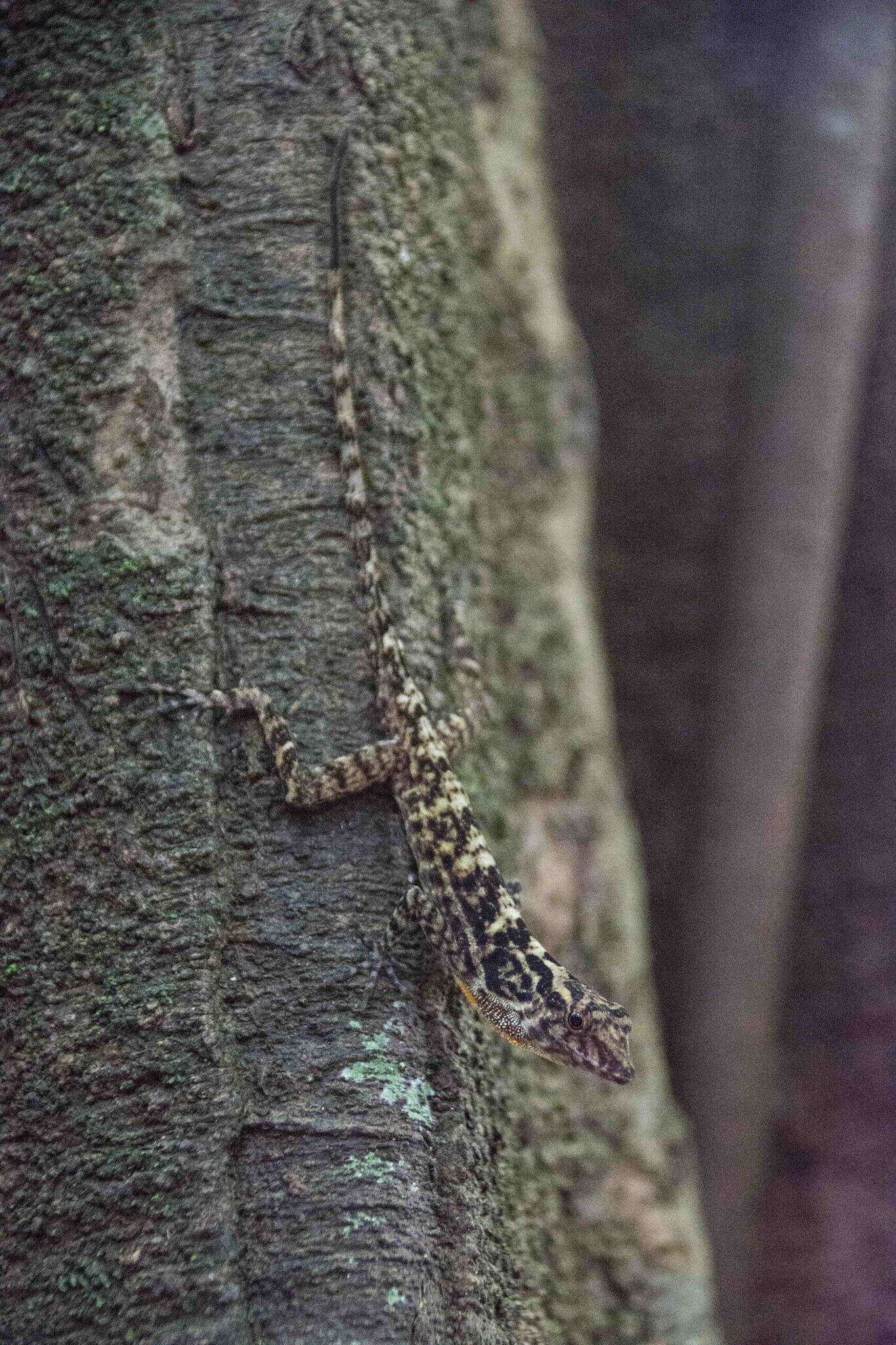 Image of Anolis charlesmyersi Köhler 2010