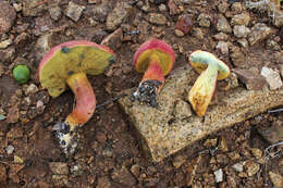 Image of Rheubarbariboletus