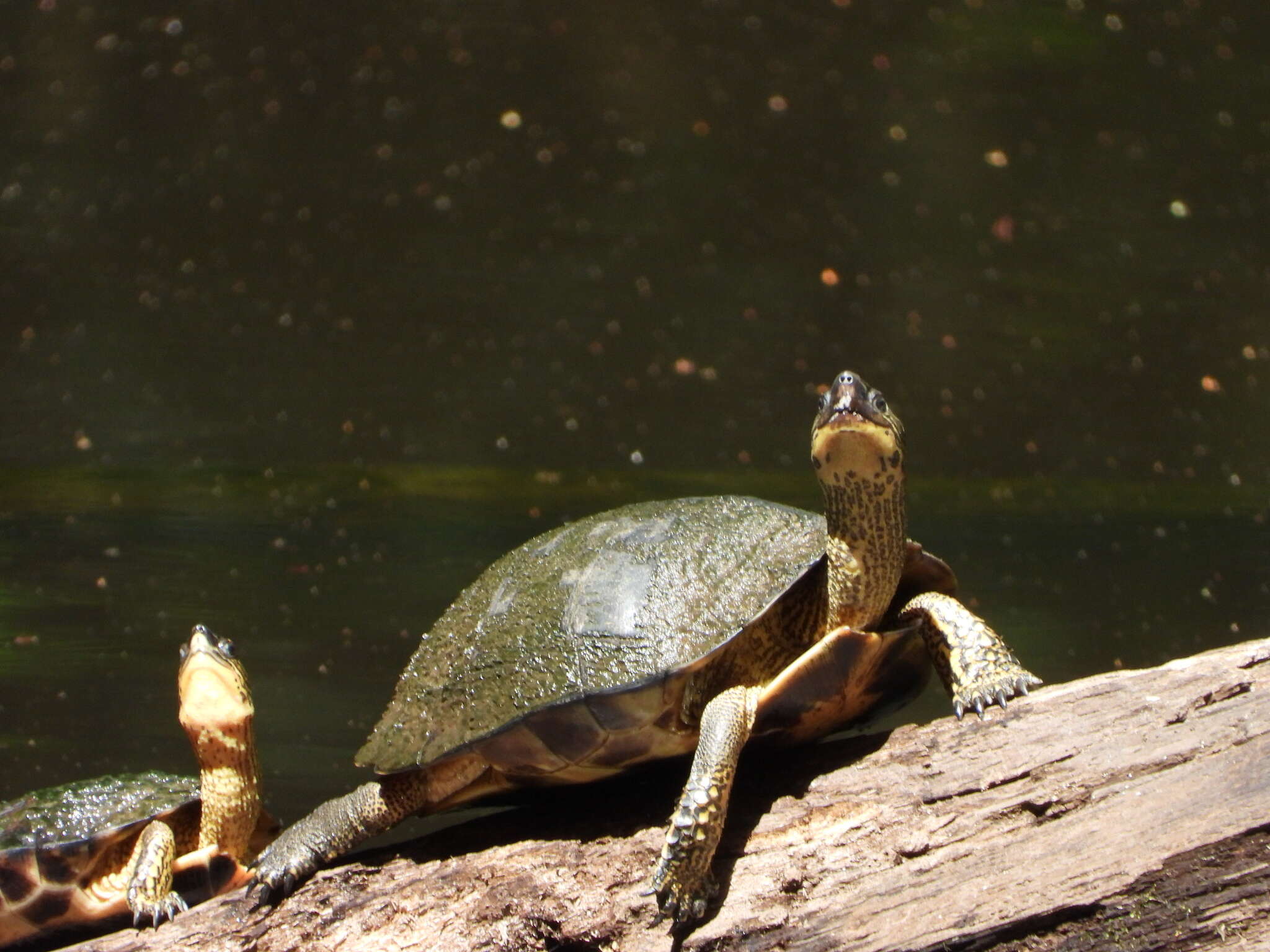 Image of Spot-legged turtle