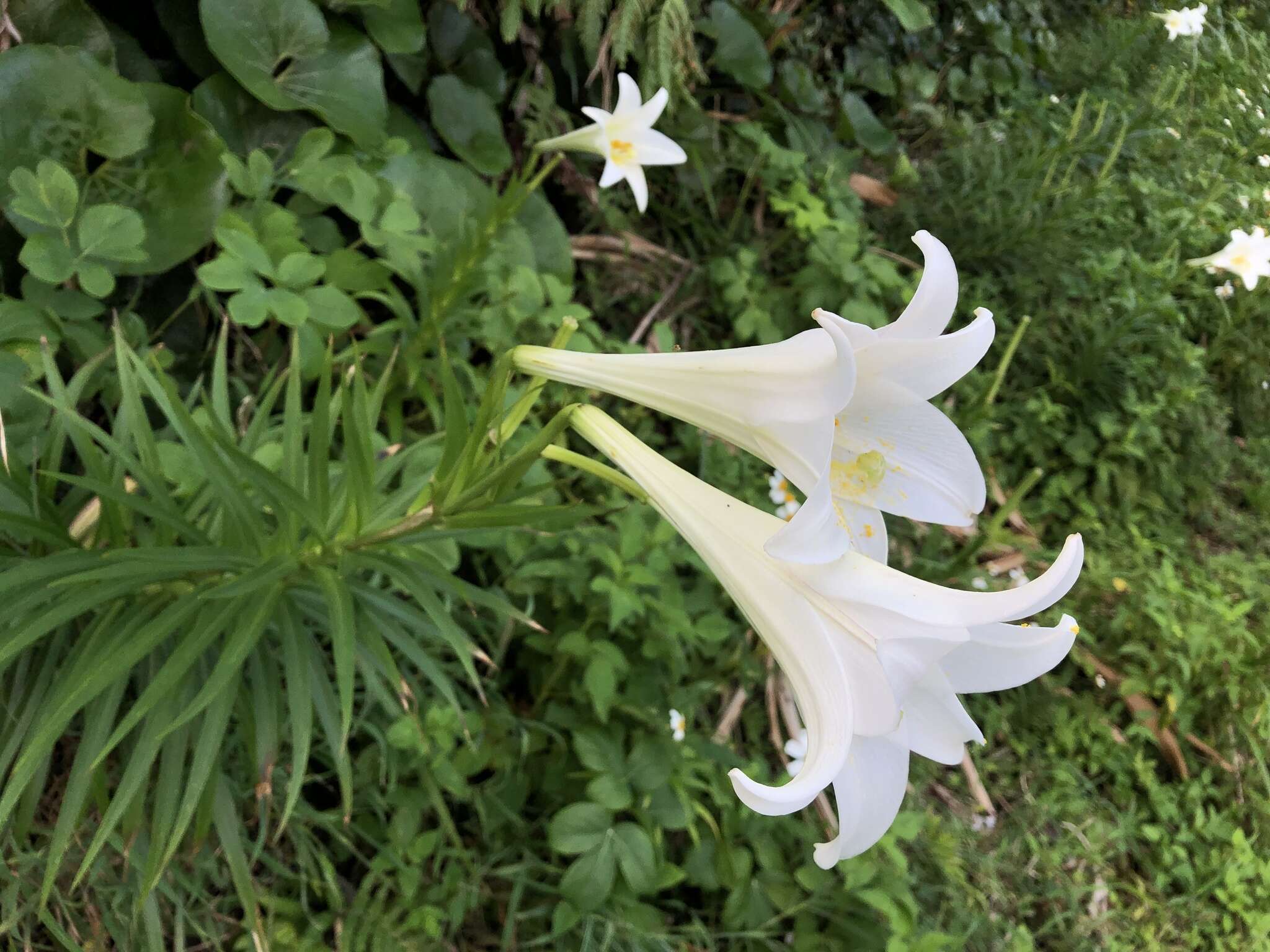 Image of Easter lily