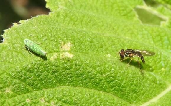 Image of Leafhopper