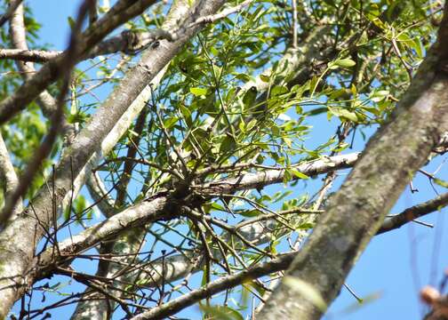 Image of fourpart mistletoe