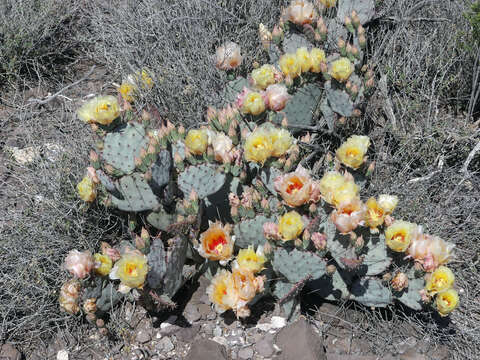 Image of Brownspine Pricklypear