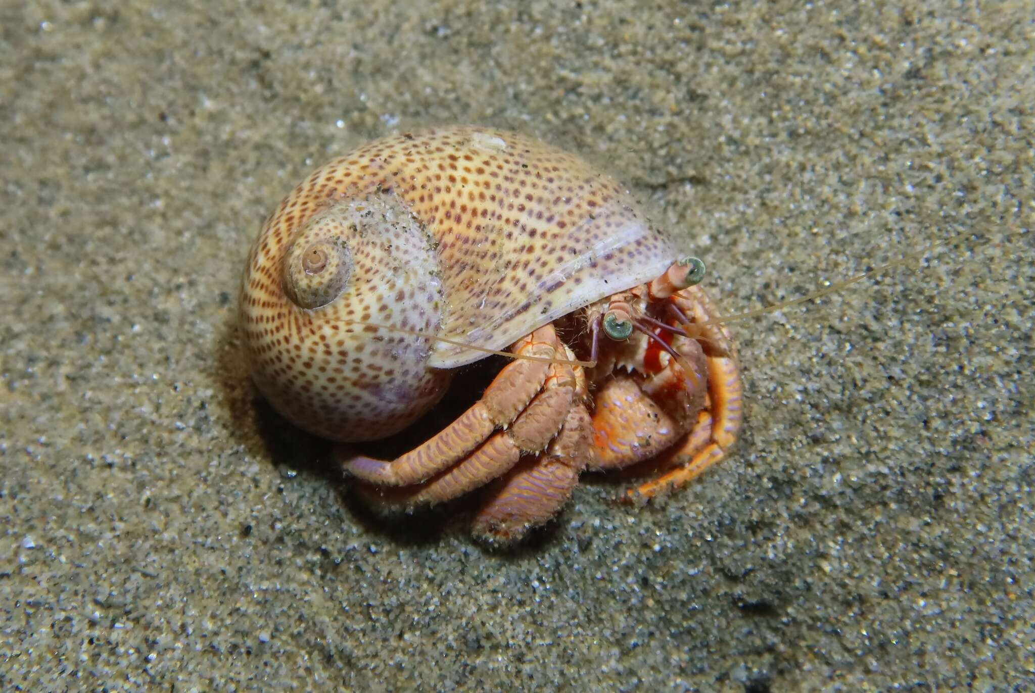 Image of fly-speck moonsnail