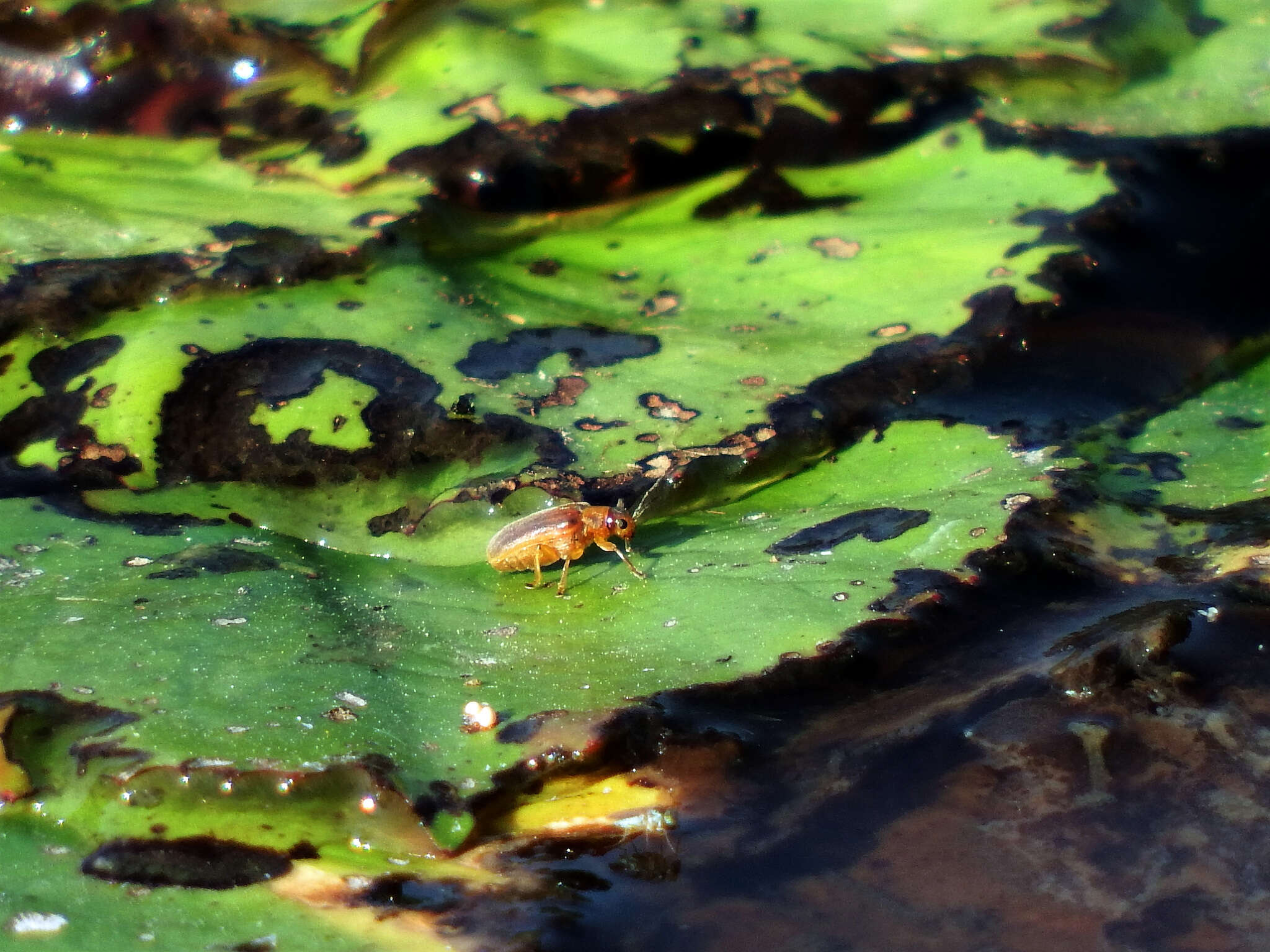 Image de <i>Galerucella nipponensis</i>