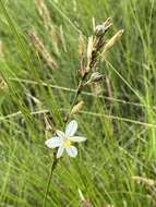 Plancia ëd Chlorophytum fasciculatum (Baker) Kativu