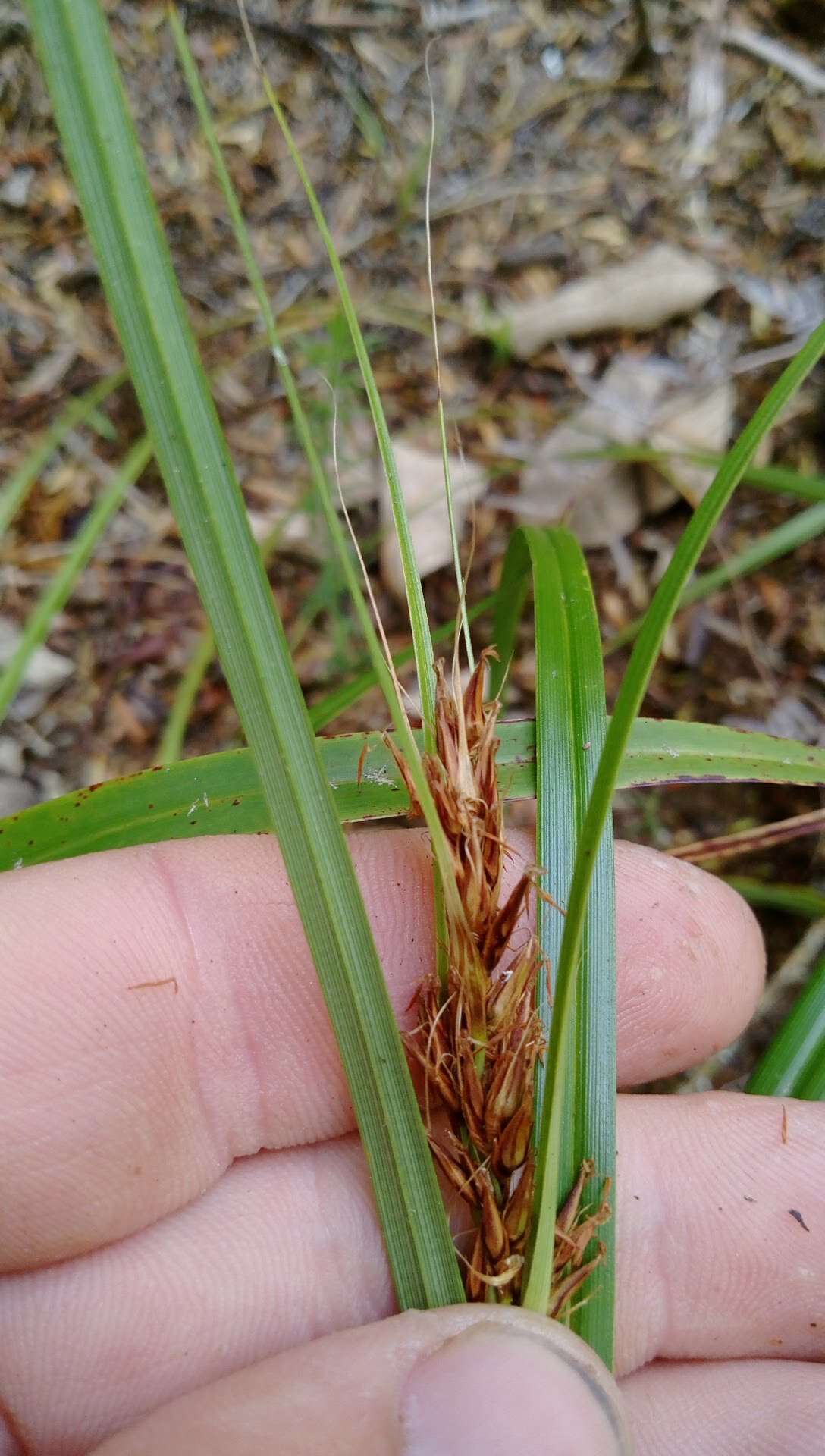 Слика од Morelotia affinis (Brongn.) S. T. Blake