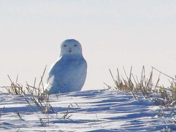 Image of Snowy Owl