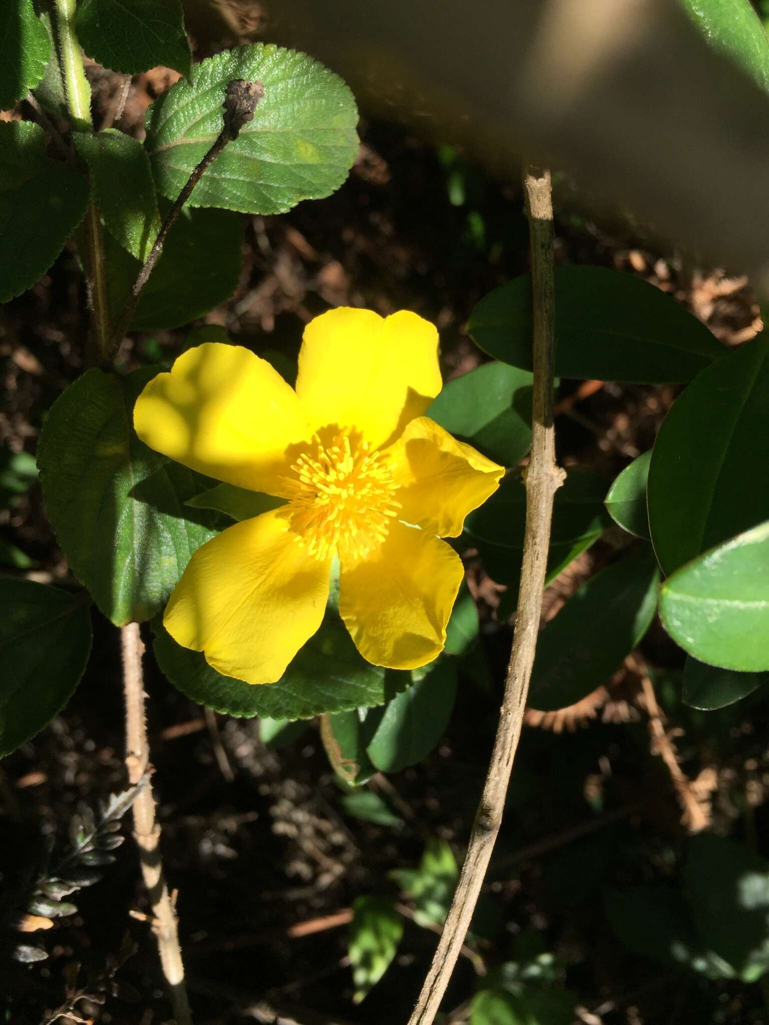 Image of Hibbertia scandens (Willd.) Gilg