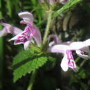 Слика од Stachys tubulosa MacOwan