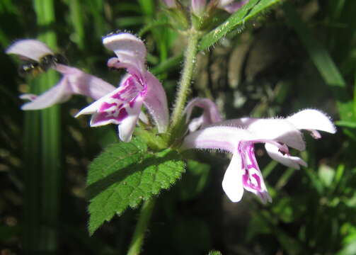 Слика од Stachys tubulosa MacOwan