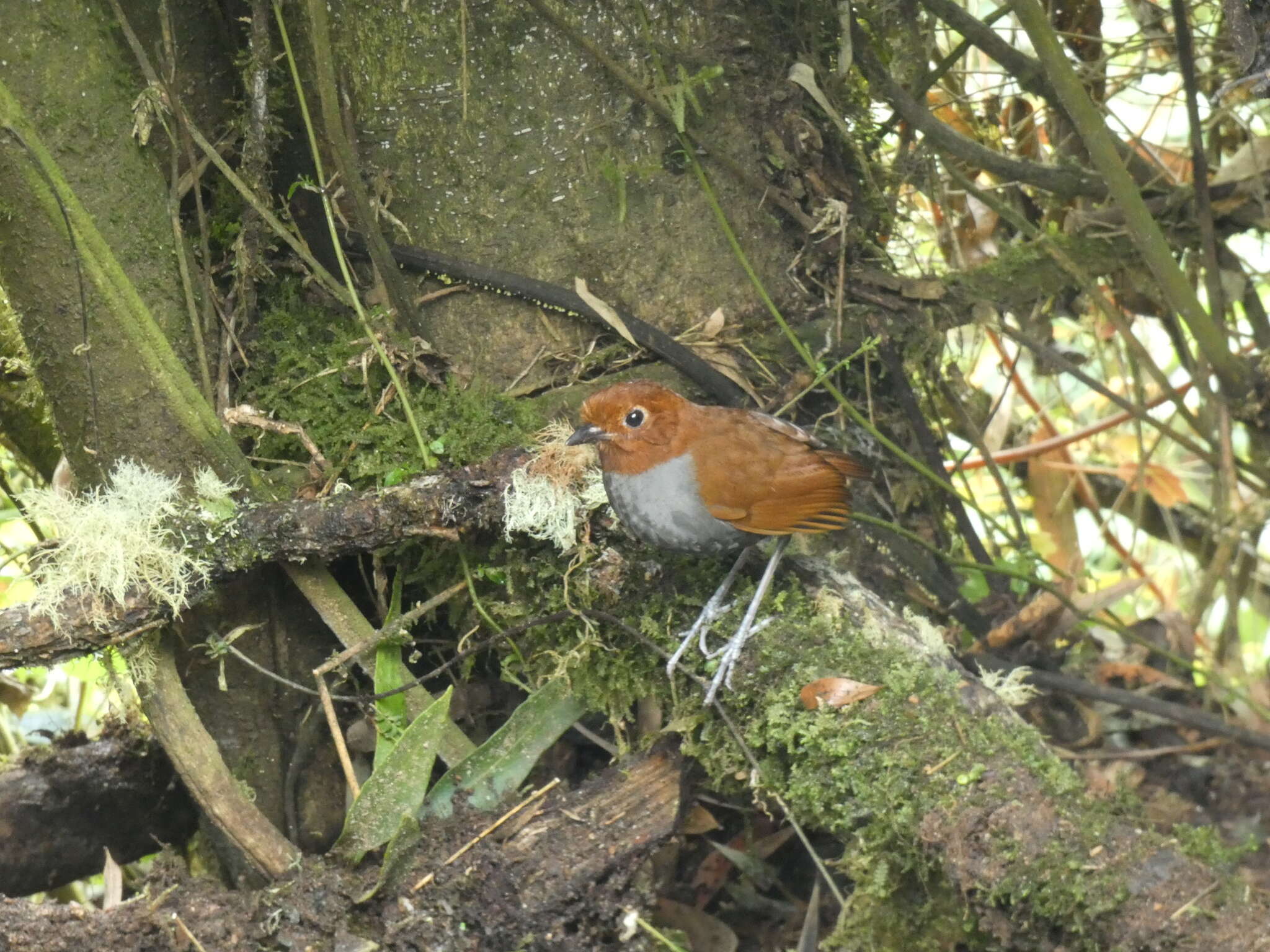 Image of Bicolored Antpitta