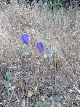 Sivun Brodiaea elegans subsp. elegans kuva