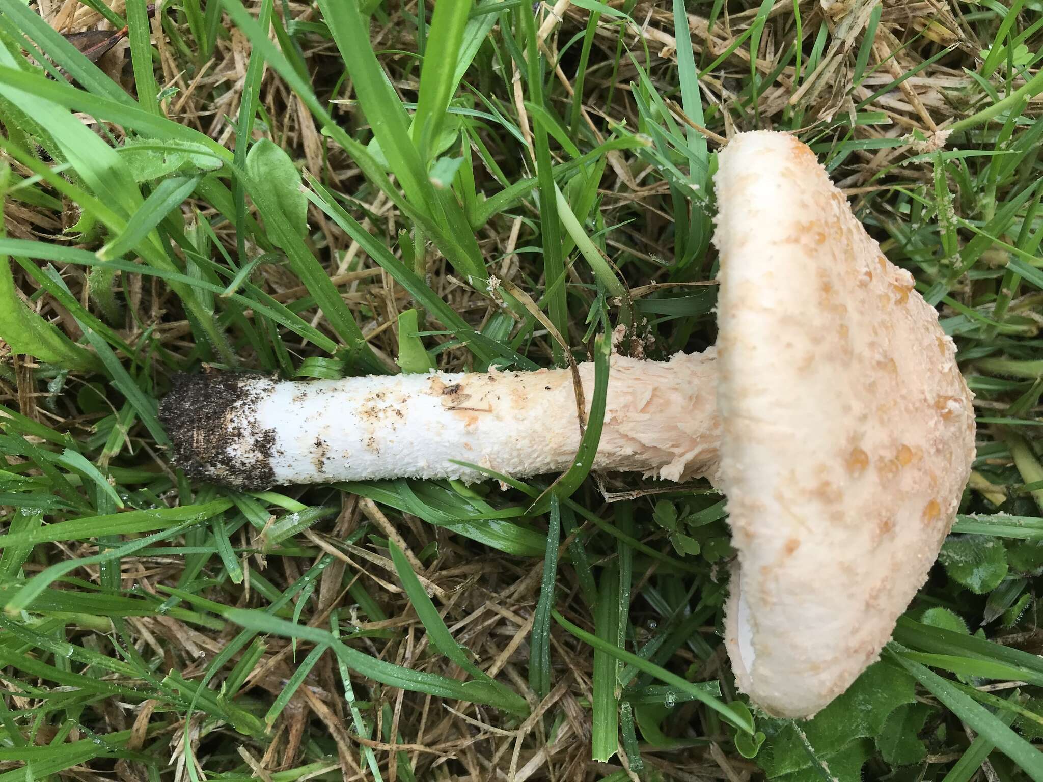 Plancia ëd Saproamanita nauseosa (Wakef.) Redhead, Vizzini, Drehmel & Contu 2016