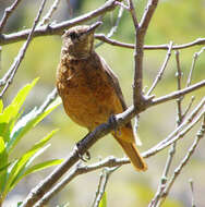 Image of Cape Rock Thrush