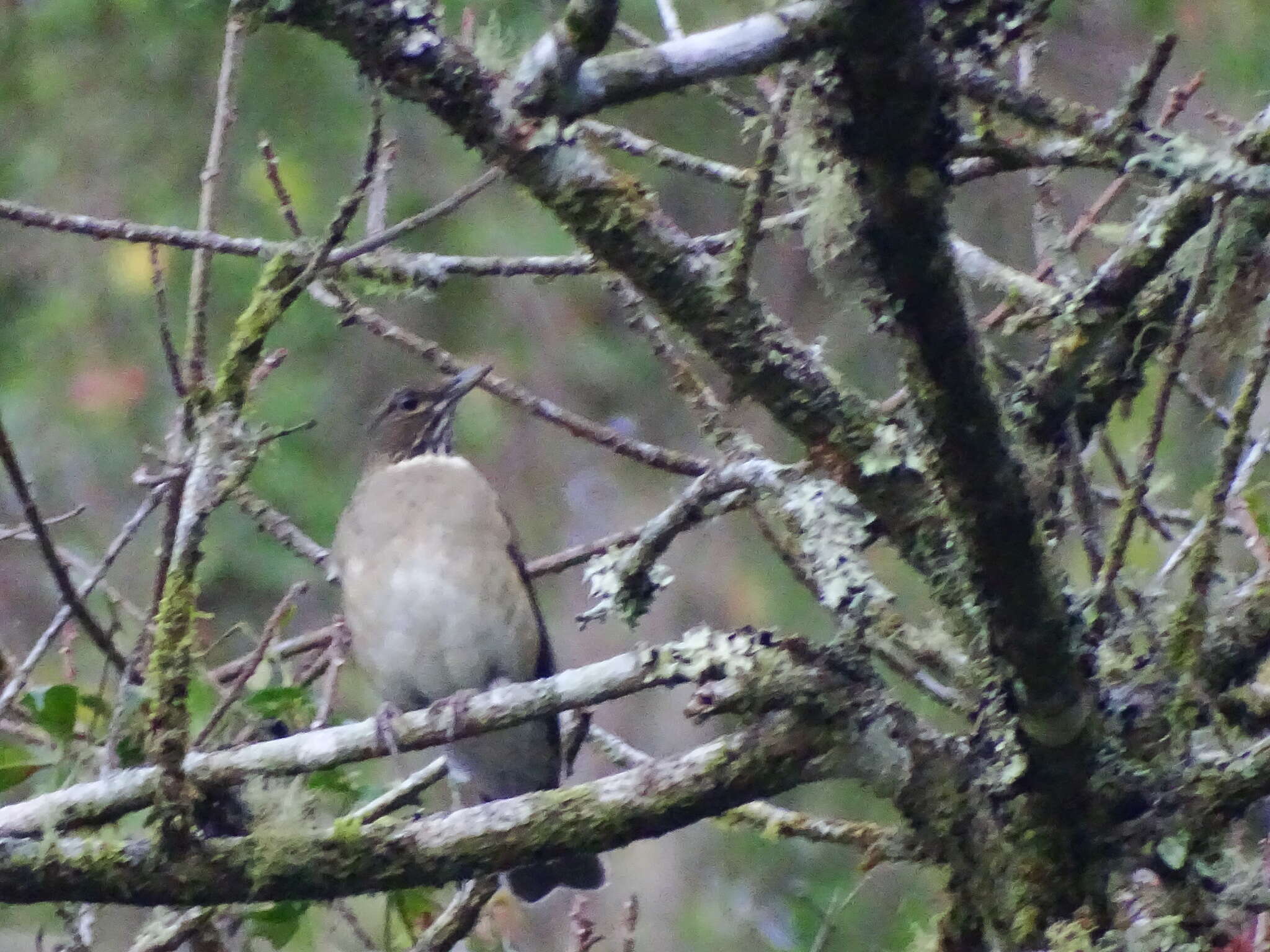 Image of White-throated Robin