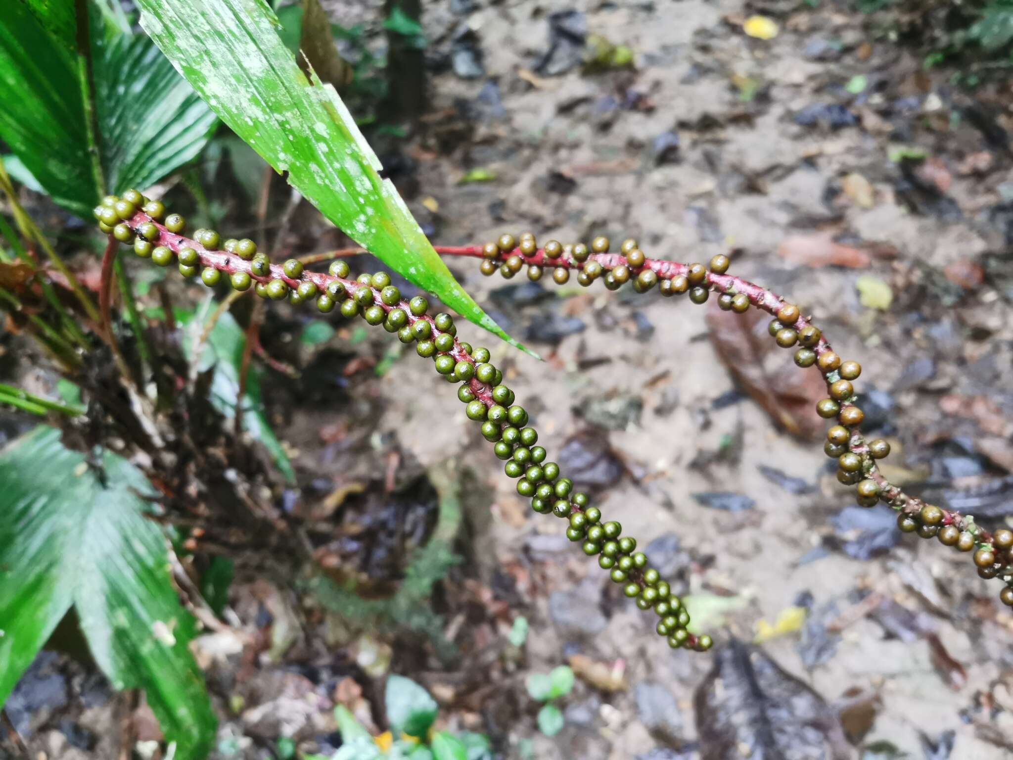 Imagem de Chamaedorea pauciflora Mart.