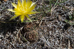 Image of Echinopsis tiegeliana (Wessner) D. R. Hunt