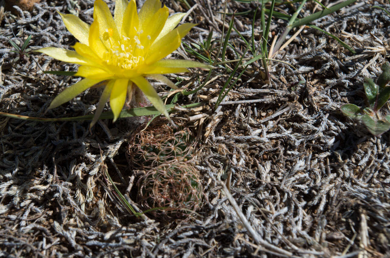 Image de Echinopsis tiegeliana (Wessner) D. R. Hunt