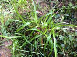 Juncus planifolius R. Br.的圖片