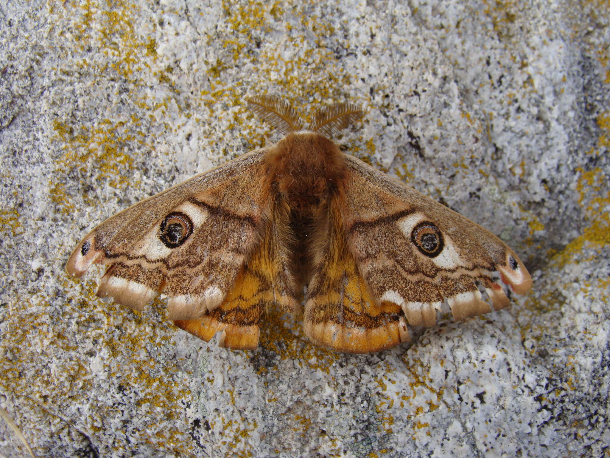 Image of Saturnia pavoniella (Scopoli 1763)