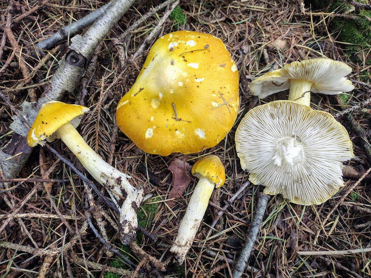 Image of Tricholoma subluteum Peck 1904