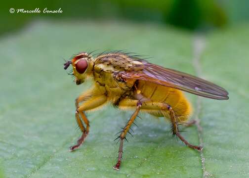 Image of Scathophaga stercoraria (Linnaeus 1758)