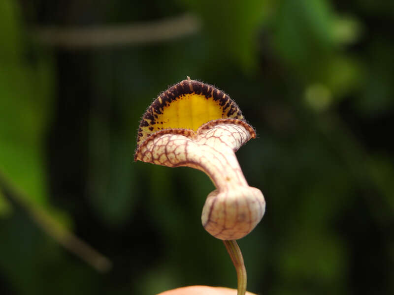 Image of Aristolochia triangularis Cham.