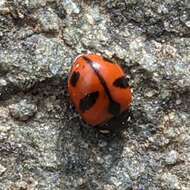 Sivun Coccinella alta Brown 1962 kuva