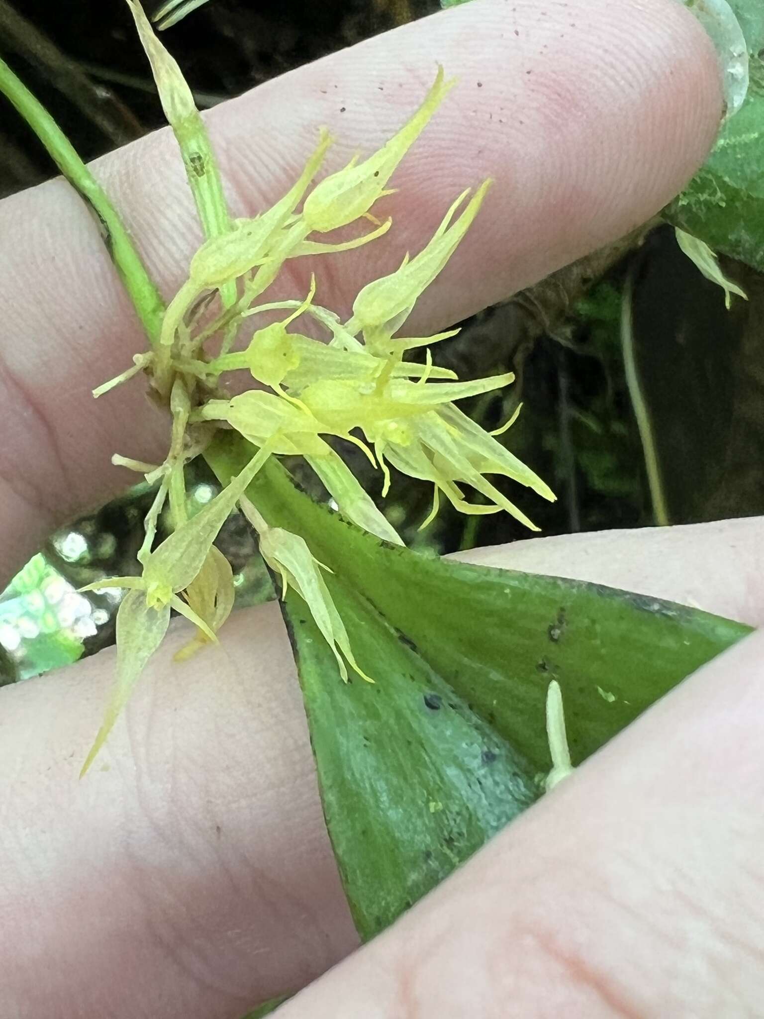 Image of Green bonnet orchid