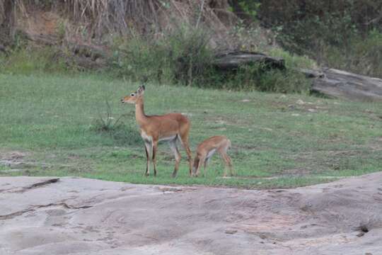 Image of Uganda Kob