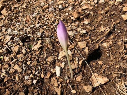 Image of Colchicum haynaldii Heuff.