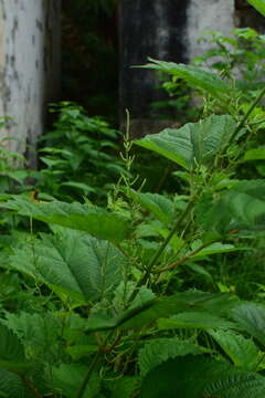 Image of Boehmeria japonica var. tenera (Blume) Friis & Wilmot-Dear