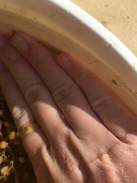 Image of cerulean sargassum shrimp