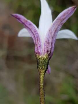 Image of Xerophyta schlechteri (Baker) N. L. Menezes