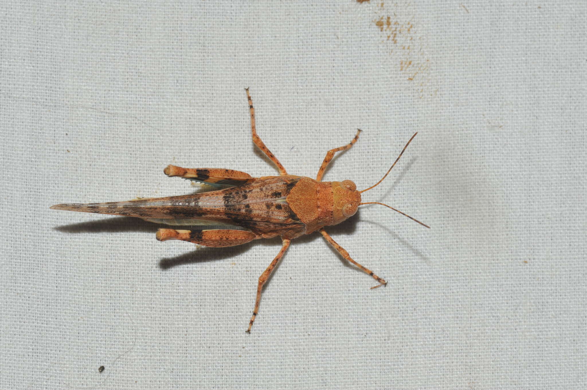 Image de Sphingonotus (Sphingonotus) haitensis (Saussure 1861)