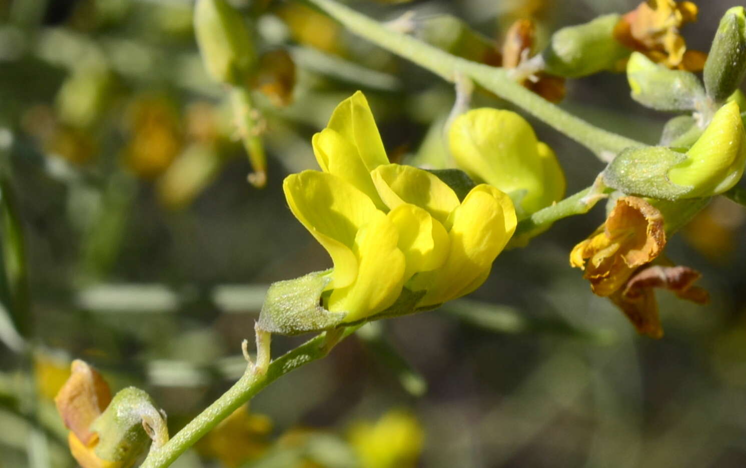 Image of <i>Calobota halenbergensis</i>