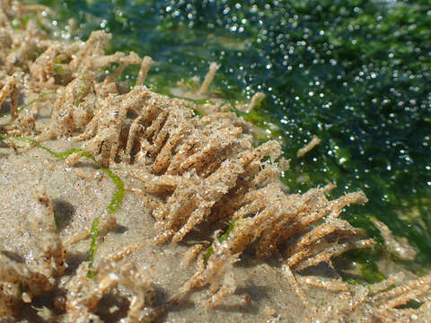 Image of sandmason worm or sand mason worm