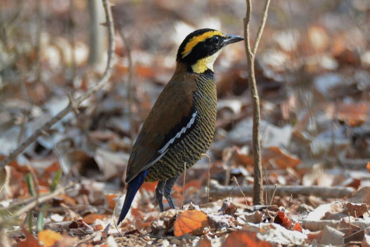 Image of Javan Banded Pitta