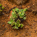 Image of Faucaria bosscheana (Berger) Schwant.