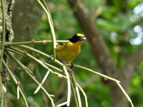 Image of Thick-billed Euphonia