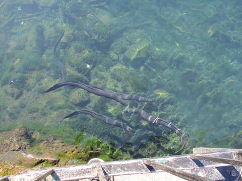 Image of short-finned eel