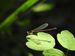 Image of Nehalennia minuta (Selys ex Sagra 1857)