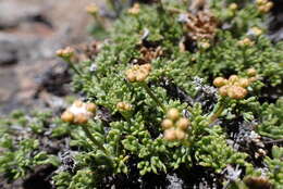 Image of Azorella microphylla (Cav.) G. M. Plunkett & A. N. Nicolas