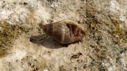 Image of Mediterranean intertidal hermit crab