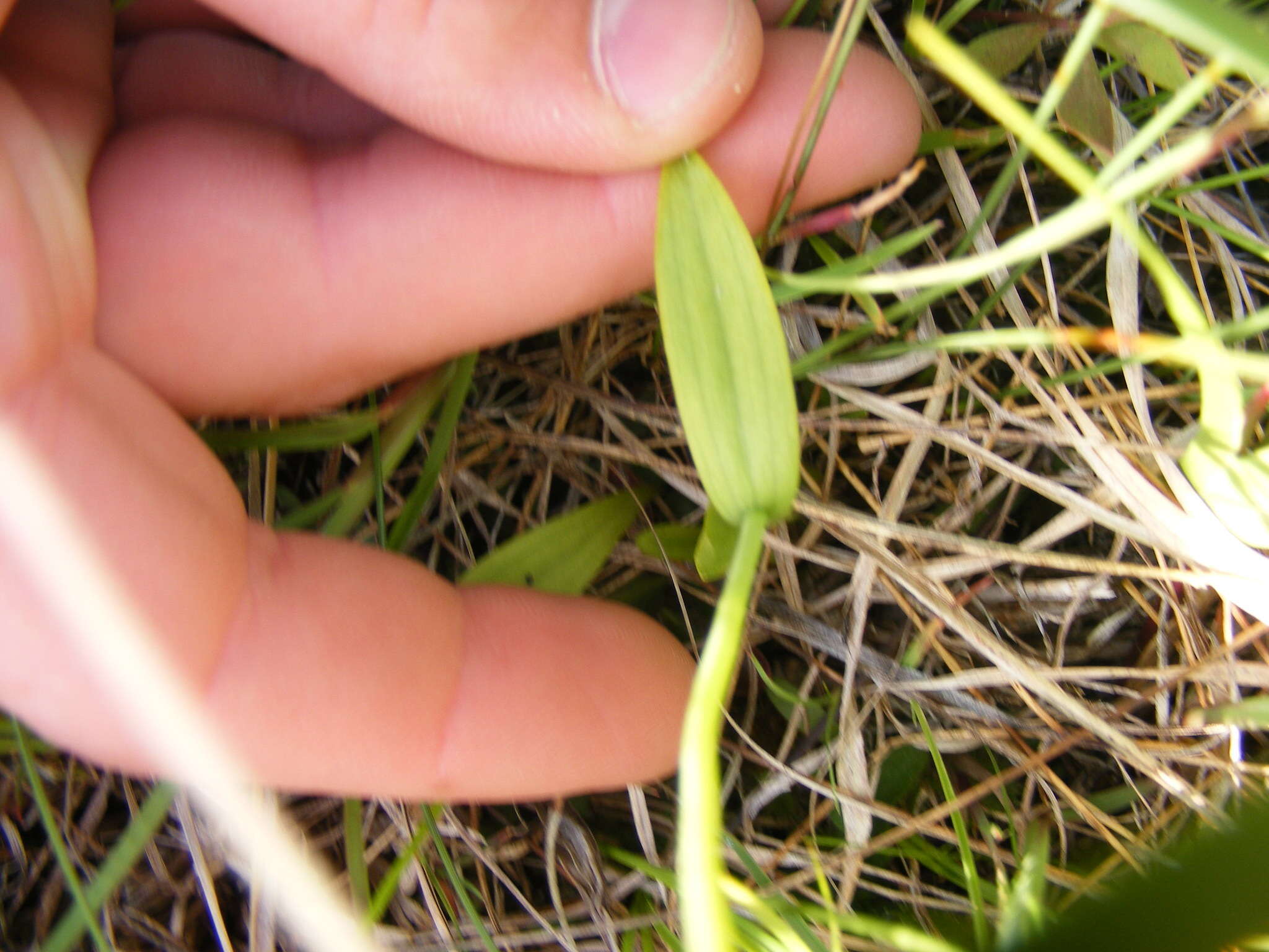 Image of snakemouth orchid