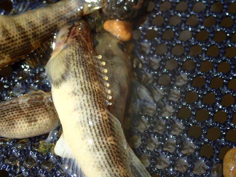 Image of Fantail Darter