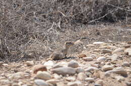 Image of Great Basin Ground Squirrel